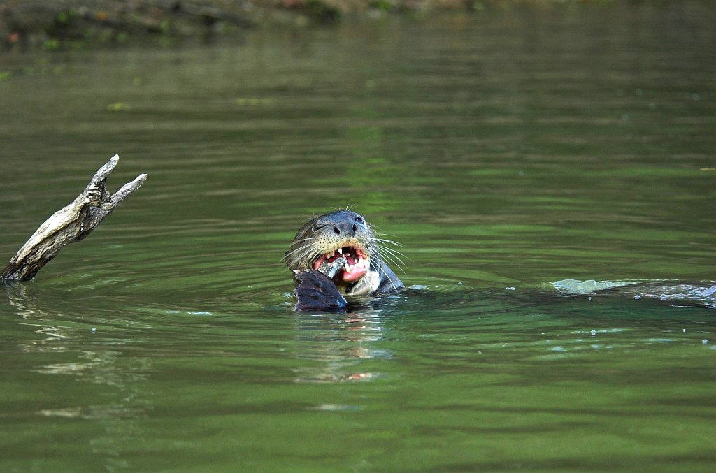 Giant Otter07-01.jpg - Giant Otter (Pteronura brasiliensis), Transpantaneria Brazil 2005